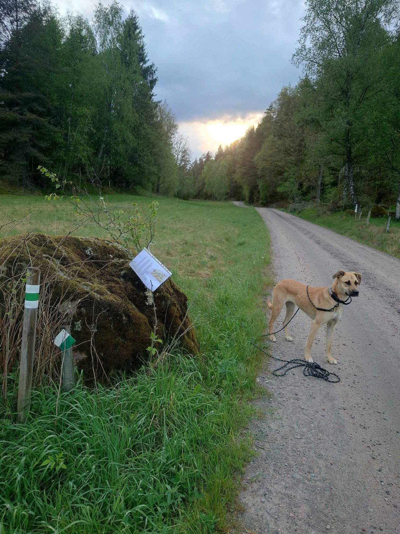Textsamtal och hundpromenad